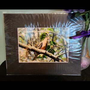2/$13 Mourning Dove Photography Print with Black Matte Frame - 8x10